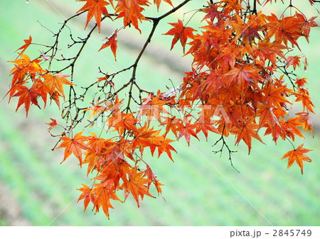 渡岸寺の紅葉 渡岸寺の紅葉 2845749