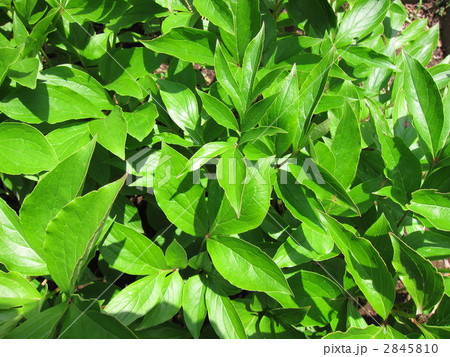 シャクヤク 2845810