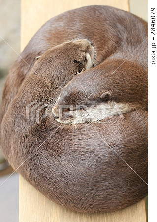 二匹のカワウソが寄り添って昼寝 2846079