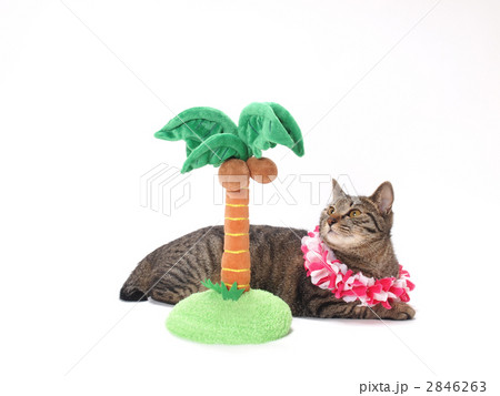 レイをかけた猫とヤシの木 2846263