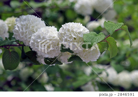 長谷寺のオオデマリ 2846591