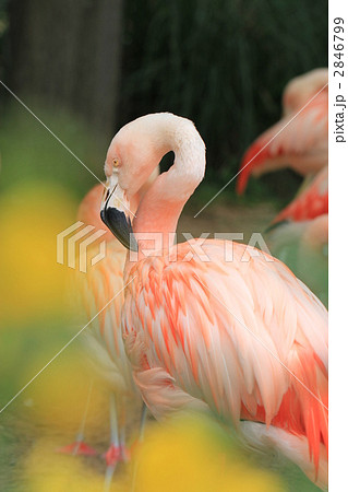 チリーフラミンゴ 2846799