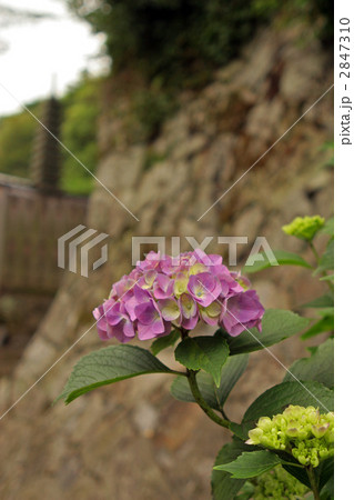 矢田寺の紫陽花 2847310