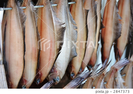魚を干す 2847373