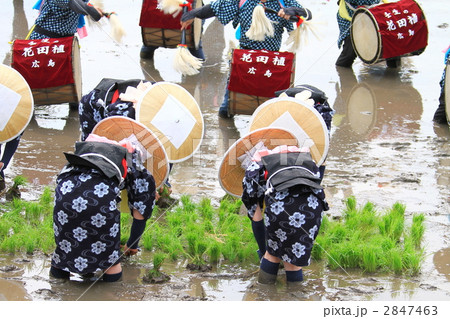 壬生の花田植 壬生の花田植 2847463