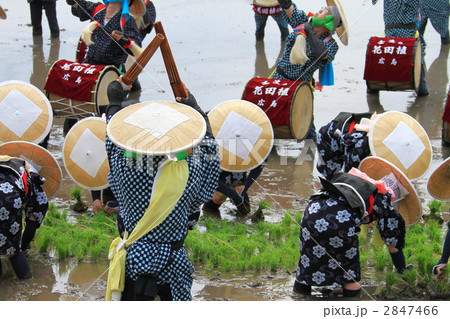 壬生の花田植 2847466