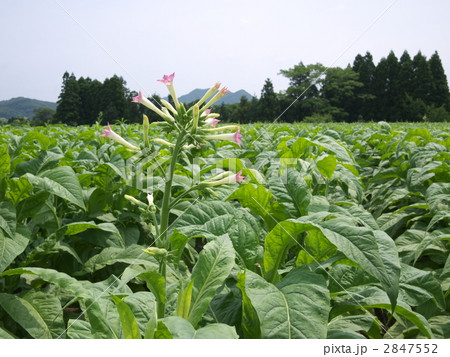 タバコ畑 タバコ畑 2847552