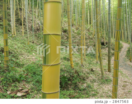 金明孟宗竹 金明孟宗竹 2847563