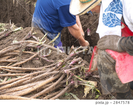 ゴボウの収穫 2847578