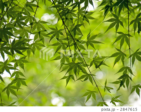 青もみじのカーテン 2847615