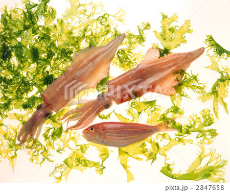 イカ　イトヨリ鯛 2847658