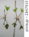symmetry 2847915