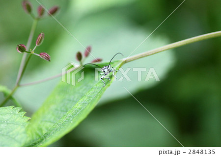 ラミーカミキリ 2848135