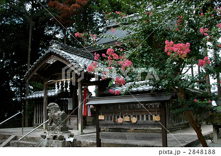 京都 篠八幡宮の百日紅 京都 篠八幡宮の百日紅 2848188
