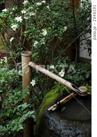 京都 大法院 ツクバイと山茶花 京都 大法院 ツクバイと山茶花 2848191
