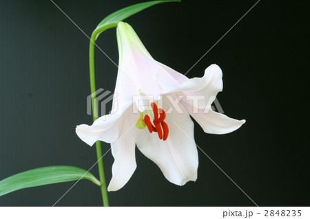 赤褐色の葯が映えるササユリの花 赤褐色の葯が映えるササユリの花 2848235