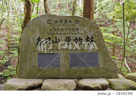 春日山原始林 2848288
