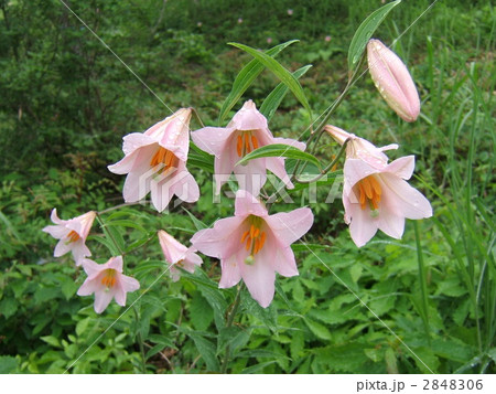 ひめさゆり 2848306