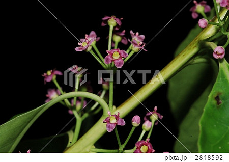 ナナミノキ（雌花） 2848592