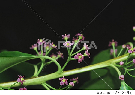 ナナミノキ（雌花） 2848595