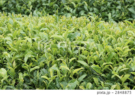 お茶の葉　茶葉 2848875