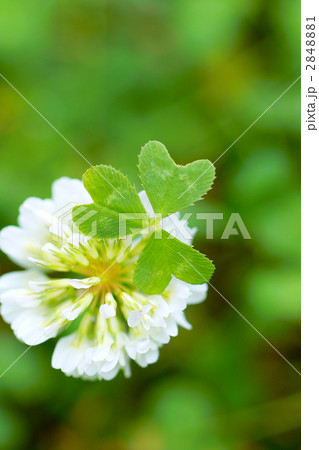 幸運のハートのクローバー 2848881