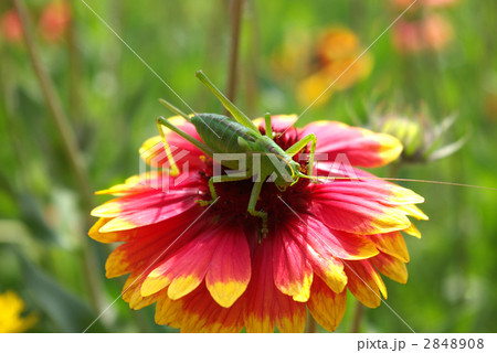 ガイラルディアの花にのるヤブキリの幼虫 2848908