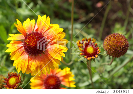 ガイラルディアの花と蕾と花のあと 2848912