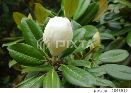 泰山木の蕾 2848916