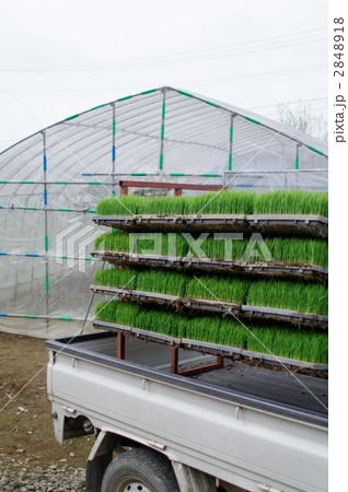 幼苗を乗せた軽トラック 幼苗を乗せた軽トラック 2848918