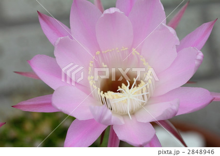サボテンの花 ピンク サボテンの花 ピンク 2848946