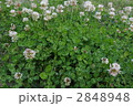 クローバー 2848948