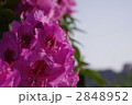 ツツジ（山シャクナゲ） 2848952