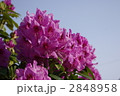 ツツジ（山シャクナゲ） 2848958