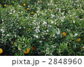 夏みかんの花 2848960