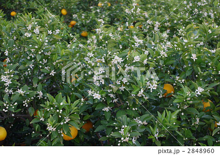 夏みかんの花 2848960