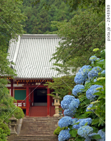 矢田寺の紫陽花 矢田寺の紫陽花 2848989