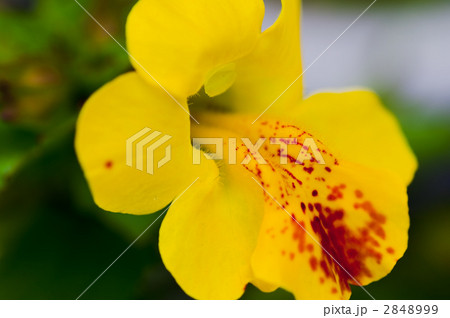 ミムラスの写真素材