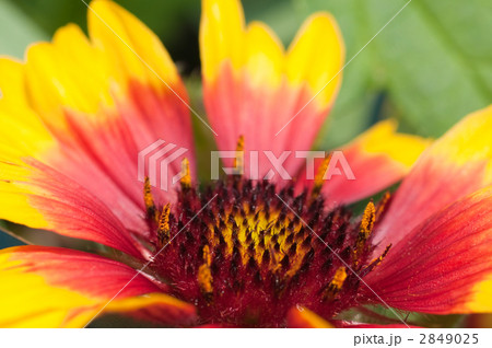 ガイラルディア ガイラルディア 2849025