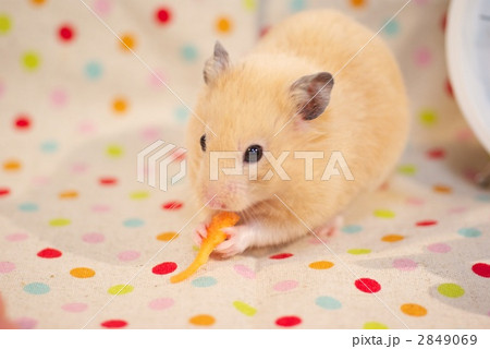キンクマハムスター 背景水玉の写真素材