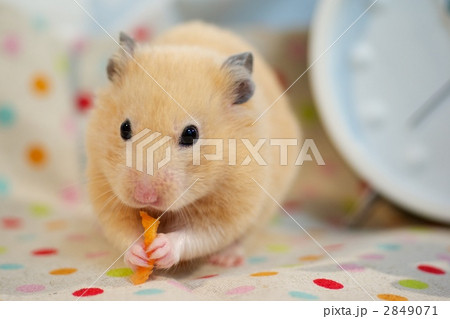 キンクマハムスター 背景水玉の写真素材