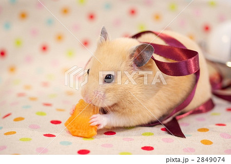 キンクマハムスター 背景水玉の写真素材