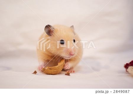キンクマハムスター・くるみを食べる 2849087
