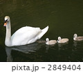 白鳥の親子連れ 2849404