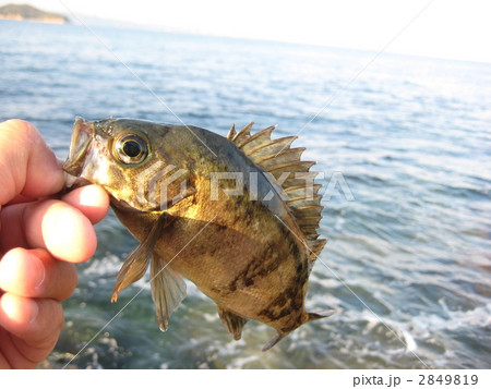 レジャーの海釣りで釣れた小さいメバル 2849819