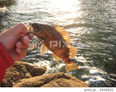 ルアー釣りで釣ったメバル ルアー釣りで釣ったメバル 2849820