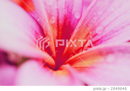 プルメリア 2849848