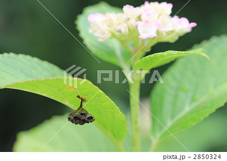 紫陽花の葉に蜂の巣 2850324