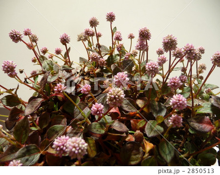 ポリゴナム (和名ヒメツルソバ) ポリゴナム (和名ヒメツルソバ) 2850513