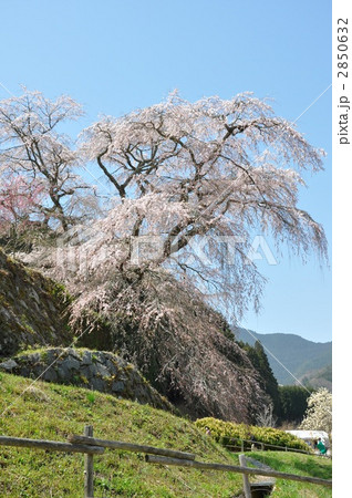 奈良　又兵衛桜 2850632